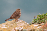 Rock Pipit on cliffs, Durlston, Dorset