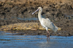 African Spoonbill portfolio