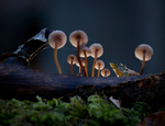 Fungi, Aberduna nature reserve, North wales