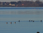 Dark-bellied Brent Geese