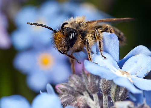 [i]Andrena flavipes[/i] male on Forget-me-not. Warwickshire, April 2012.