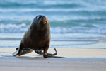 Sea Lion moving fast on beach, Volunteer Point, Falklands