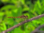 Common Darter