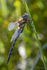 Migrant hawker in the Reeds