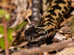 Adder