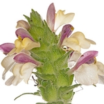 Bellardia (Bellardia trixago)