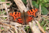 Comma on the Roman Road