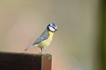 Blue Tit