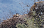 Yellow-throated Marten