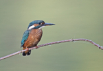 Kingfisher - Alcedo atthis