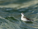 Red-necked Phalarope (juvenile) swimming, Farmoor
