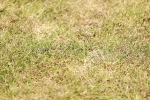 SBM_04313