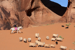 Sheep Herding at Arches