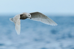 Juvenile Iceland Gull in flight, Grundarfjörður, Iceland