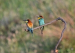 European Bee-eaters