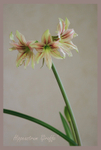 Hippeastrum 'Giraffe' 6