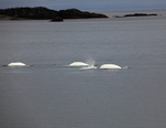 Beluga whales 4682