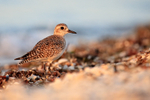 Grey Plover on Sanibel Island, Florida