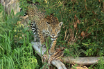 Jaguar walks on fallen tree, Rio Sao Lourenco, Brazil