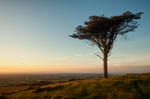 The Lonesome Pine