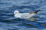 Bonaparte's Gull swimming, head down, on Farmoor 2