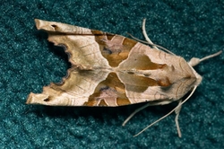 Natural World portfolio