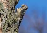 Lesser Spotted Woodpecker portfolio
