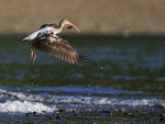 White Ibis portfolio