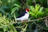 Red Capped Cardinal (F3 )