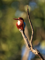 White-throated Kingfisher, Bandhavgarh, India