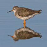 Redshank reflection in the Lagoon