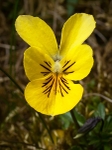 Mountain Pansy