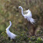 Great Egret arrival at nest with twig, Venice Rookery, Florida