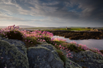 The Evening Thrift