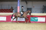 HOYS Veteran Qualifier - Ridden Champ portfolio