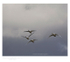 Whooper Swans