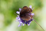 Bright Eyed Ringlet