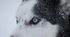 Huskies from the Dogsled team in Northern Finland