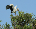 Asian Openbill wings raised on treetop, Vietnam