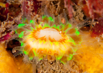 Caryophyllia smithii