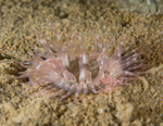 Sagartia troglodytes 2