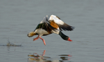 Common Shelduck
