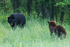 Black Bear confrontation, Minnesota, USA