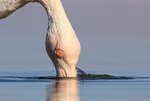 Chilean Flamingo feeding close view, Laguna Chaxas, Chile