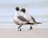 Laughing Gulls, Fort De Soto Park, Florida