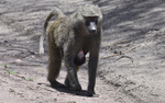 Female baboon feeding her baby