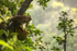 Macaque Monkey in Jungle in Ella Sri Lanka 23