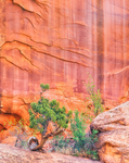 CANYON WALL - GRAND STAIRCASE-ESCALANTE