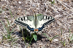 Swallowtail