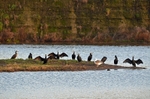 Cormorants